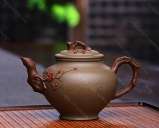 雙色報春 雙色報春