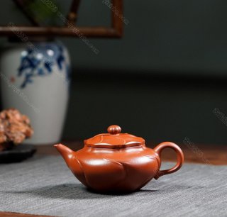 風(fēng)卷葵 風(fēng)卷葵